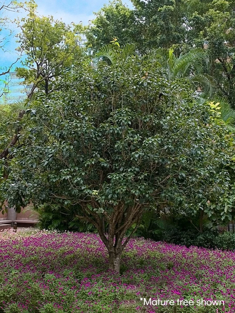 Tea Olive_1.jpg