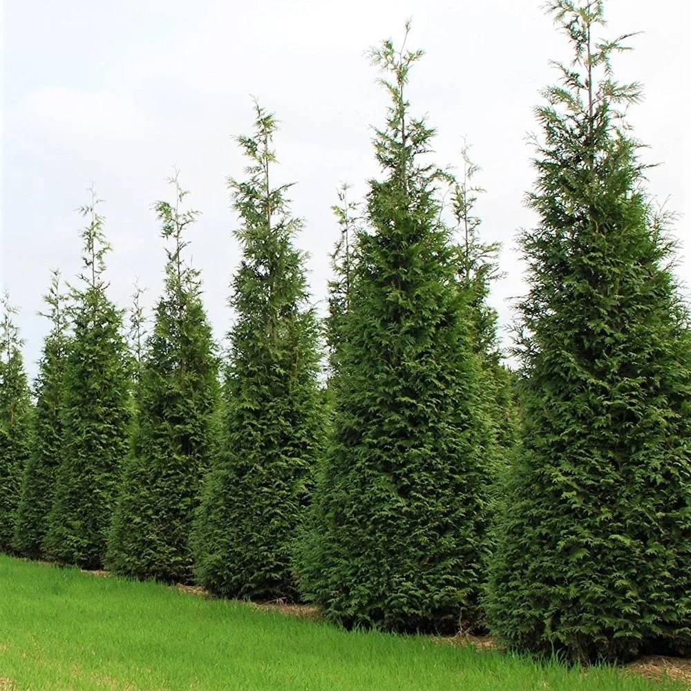 Thuja Green Giant
