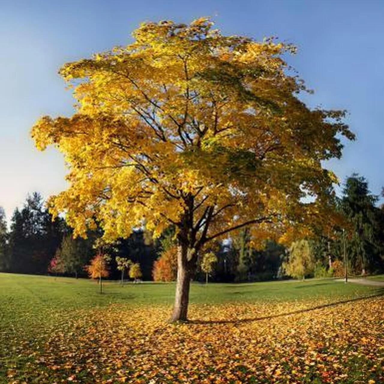 Tulip Poplar_2.jpg