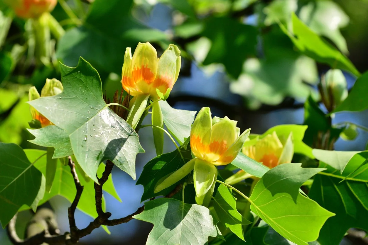 Tulip Poplar Tree