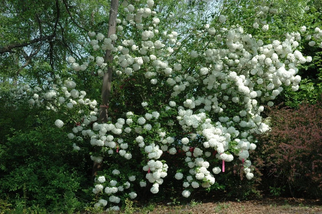 Viburnum_Chinese Snowball_3.jpg
