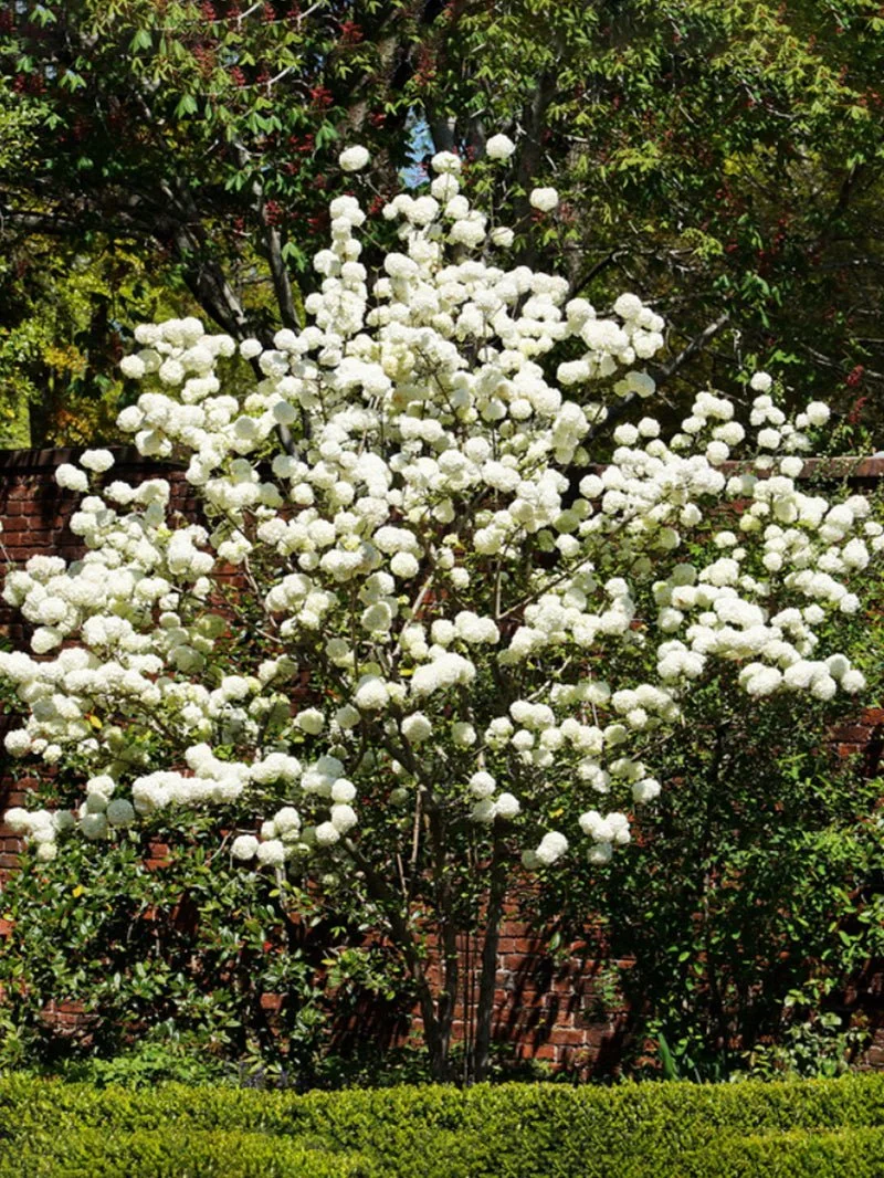 Viburnum_Chinese_1.jpg