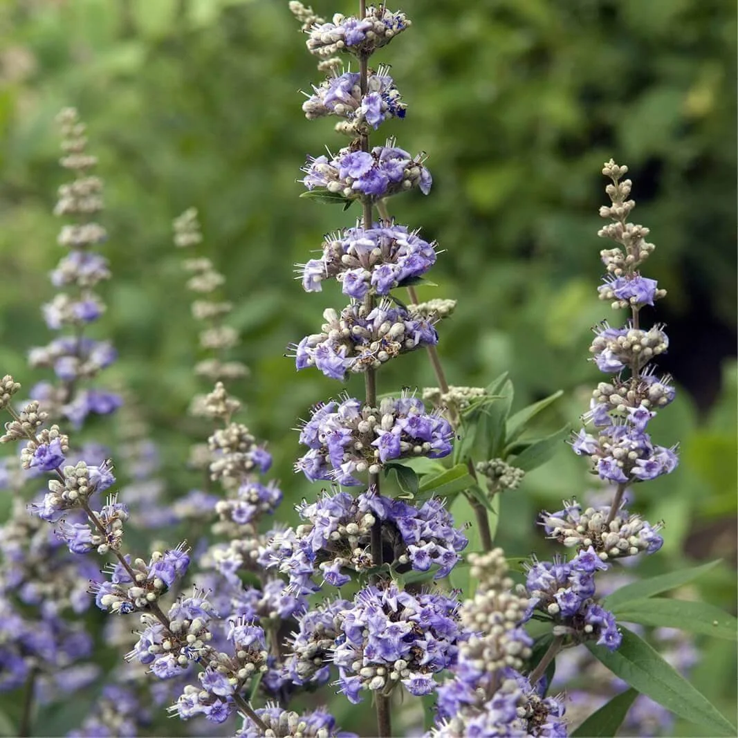 Vitex_Chasetree_1.jpg