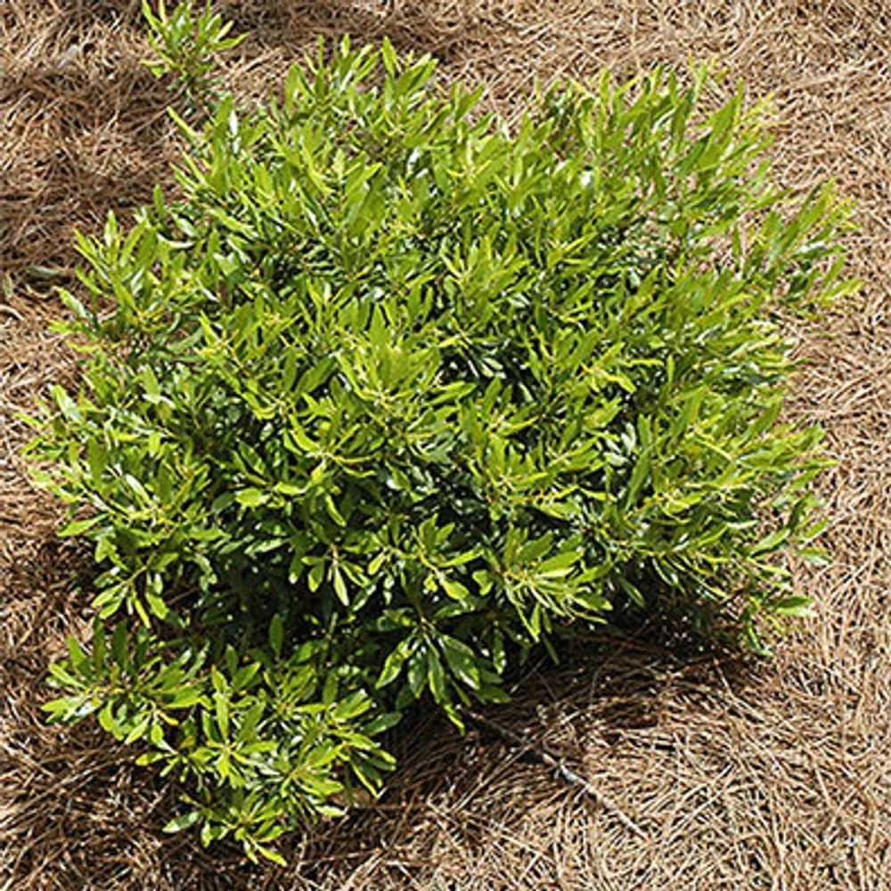 Don's Dwarf Wax Myrtle