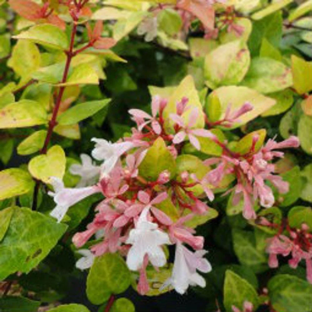 Abelia