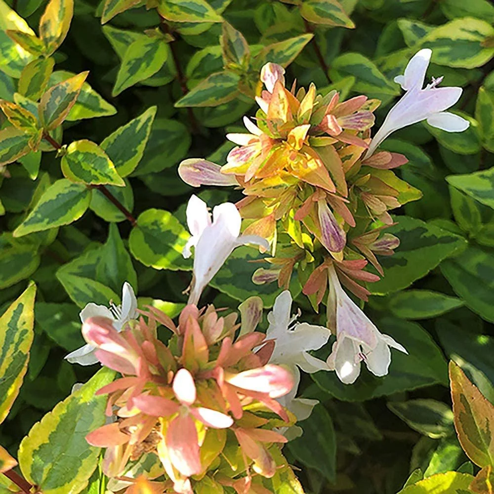Abelia_Miss Lemon_03.jpg