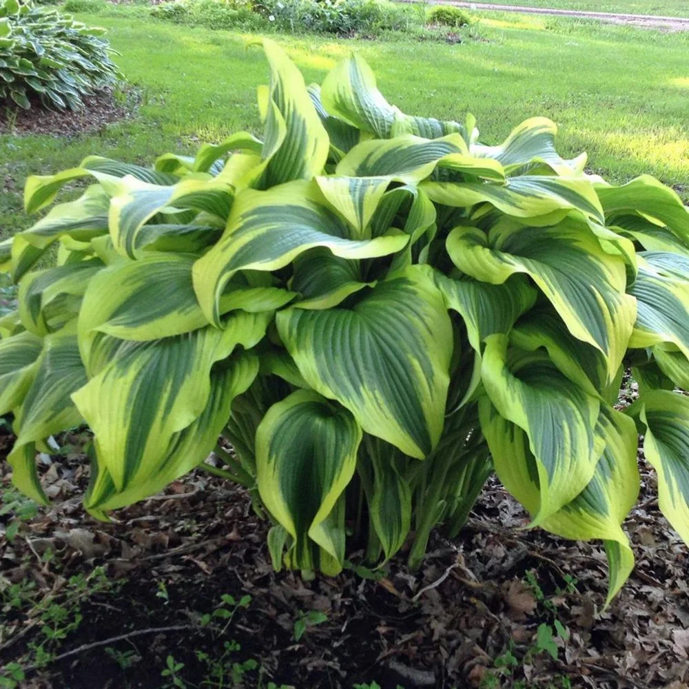 Hosta