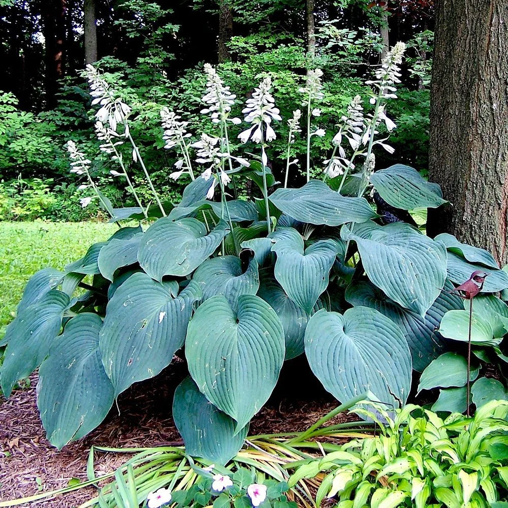 Hosta_Blue Angel_01.jpg