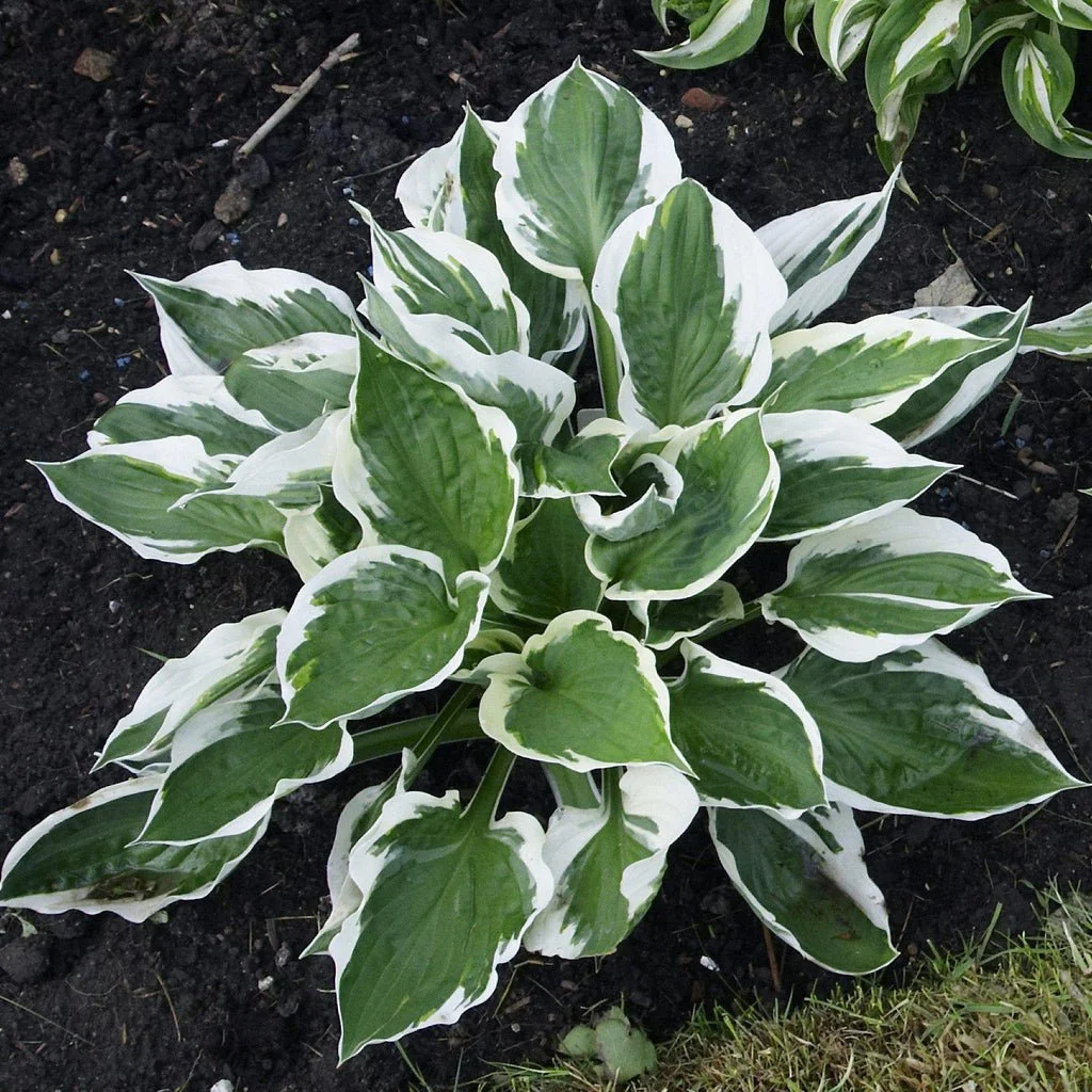 Hosta_Patriot.jpg