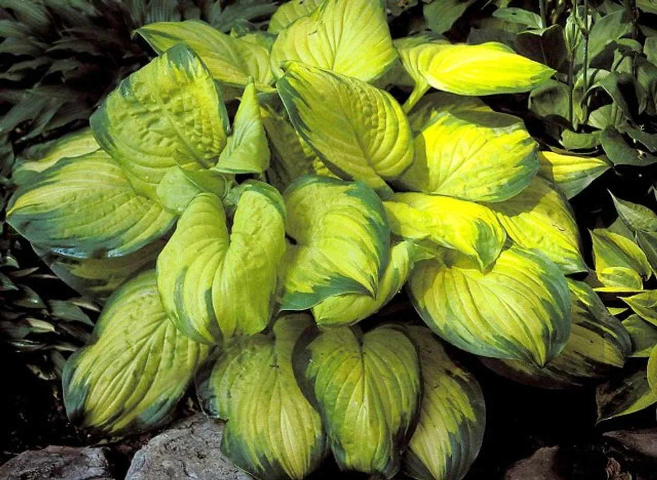 Hosta_Stained Glass.jpg