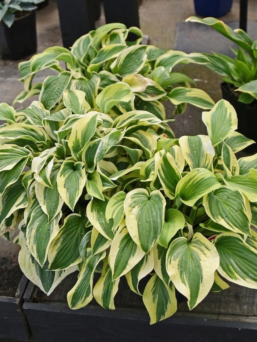 Hosta_Wide Brim.jpg
