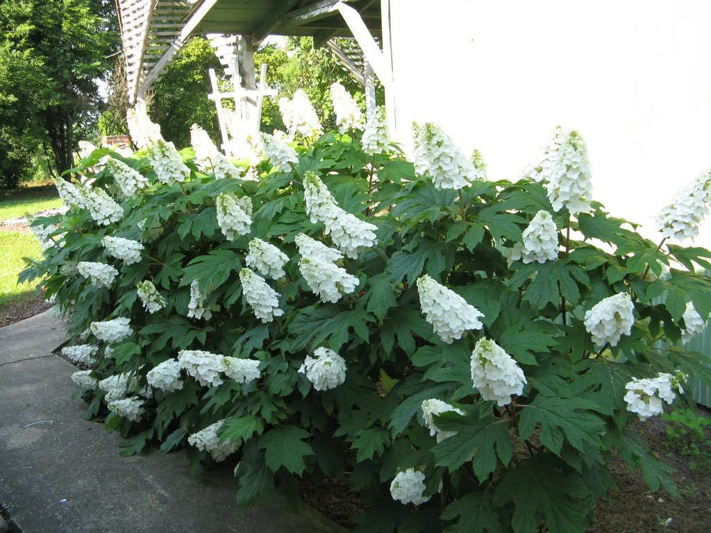 Hydrangea_Oakleaf_01.jpg