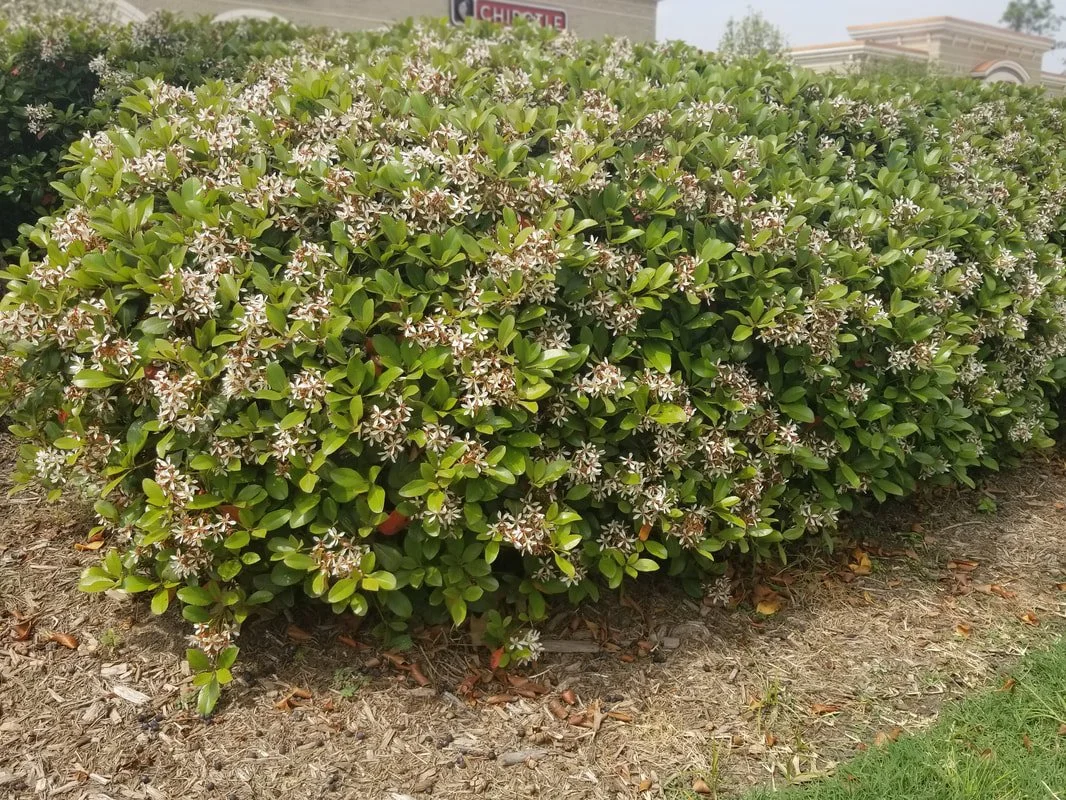 Indian Hawthorne_02.jpg