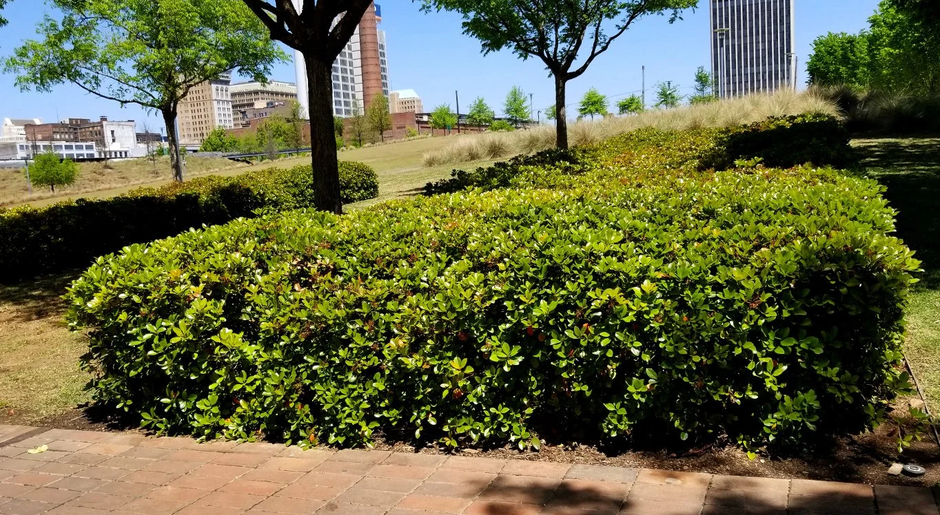 Indian Hawthorne_03.jpg