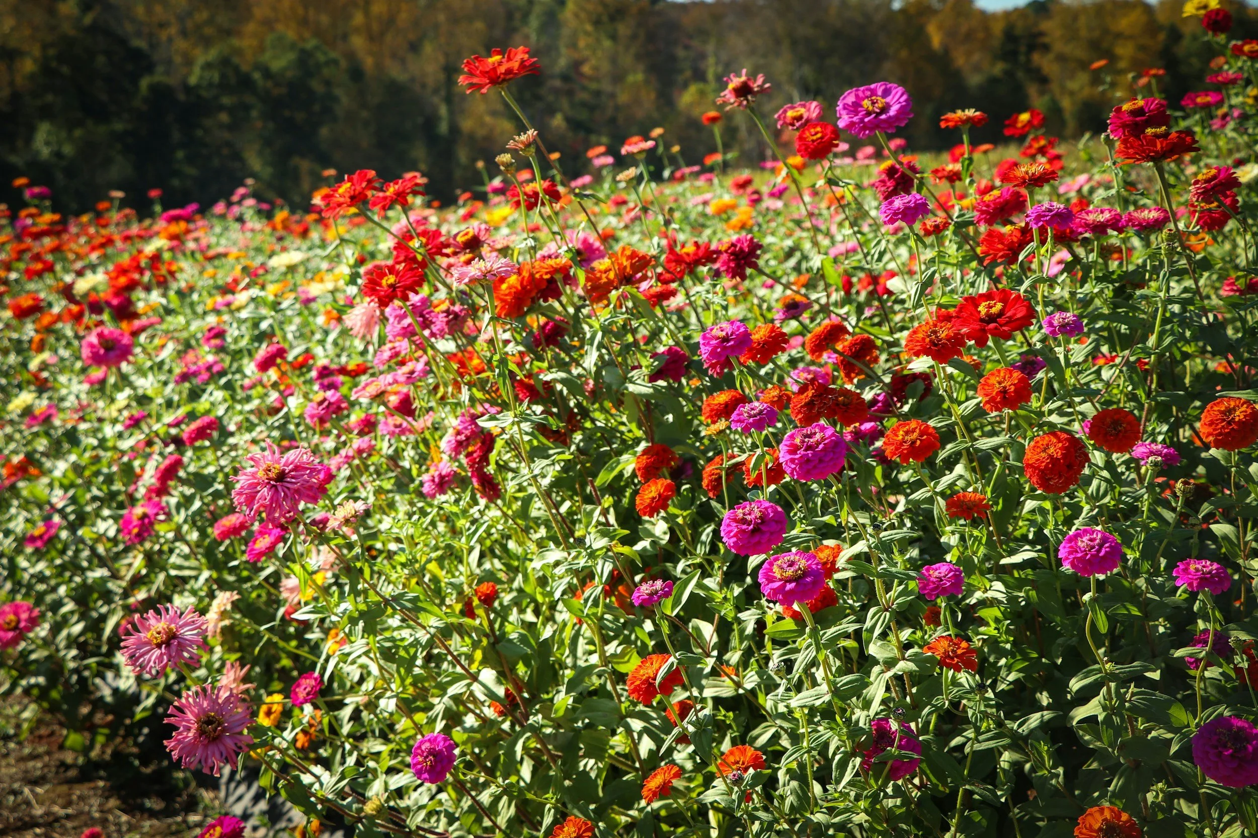A field of colorful zinnia flowers in bloom with a forest in the background.