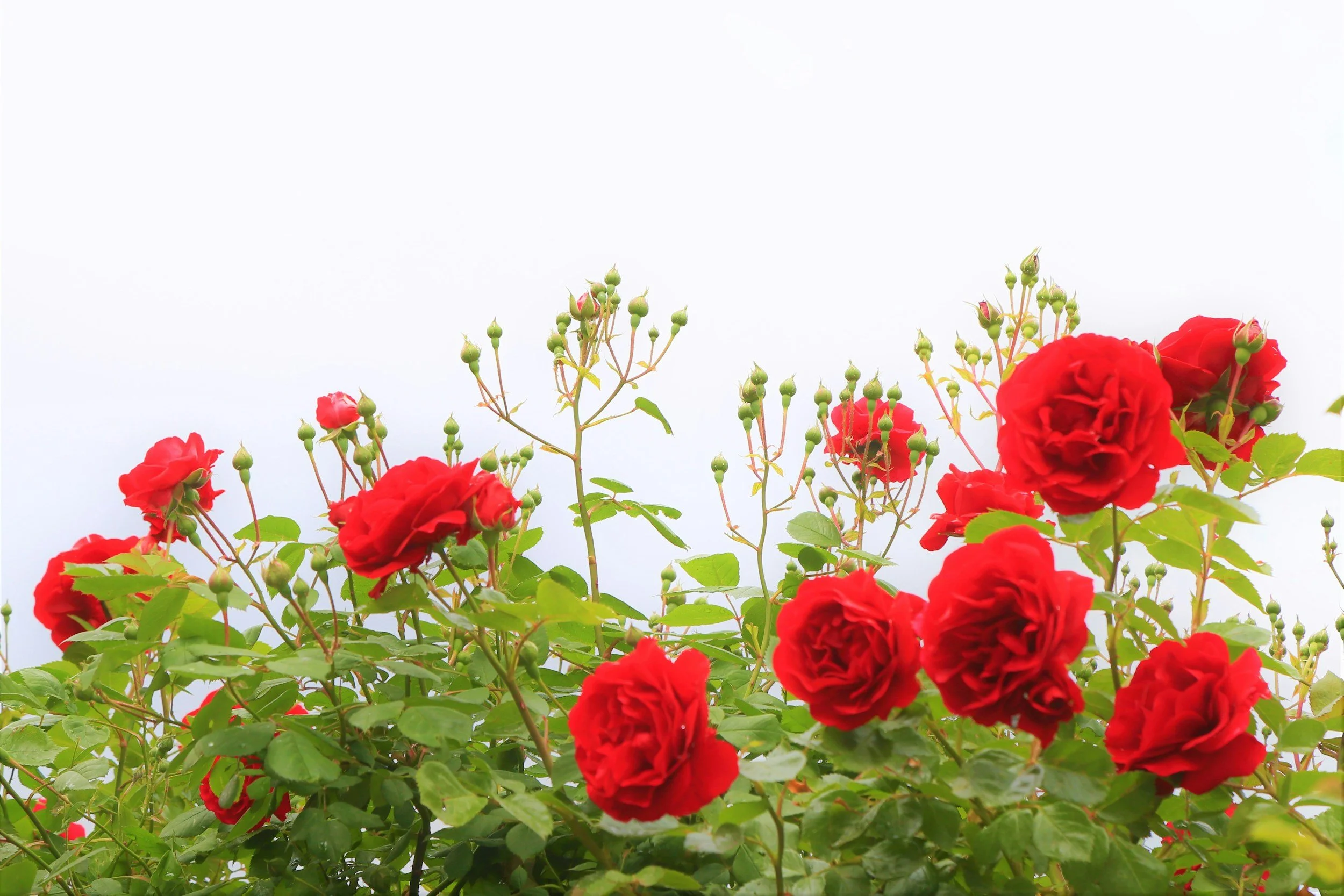 Red roses in bloom against a pale sky.