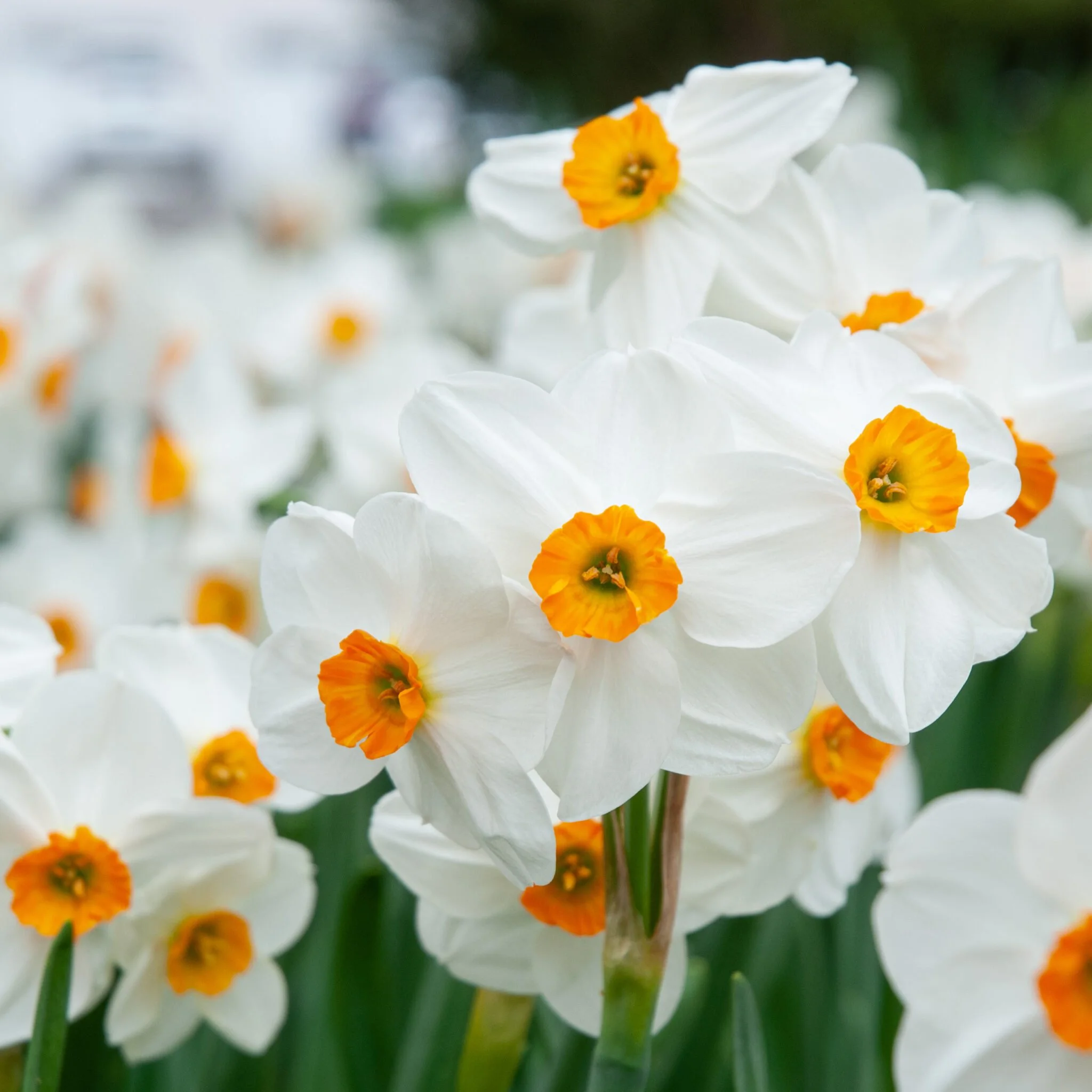 Daffodil