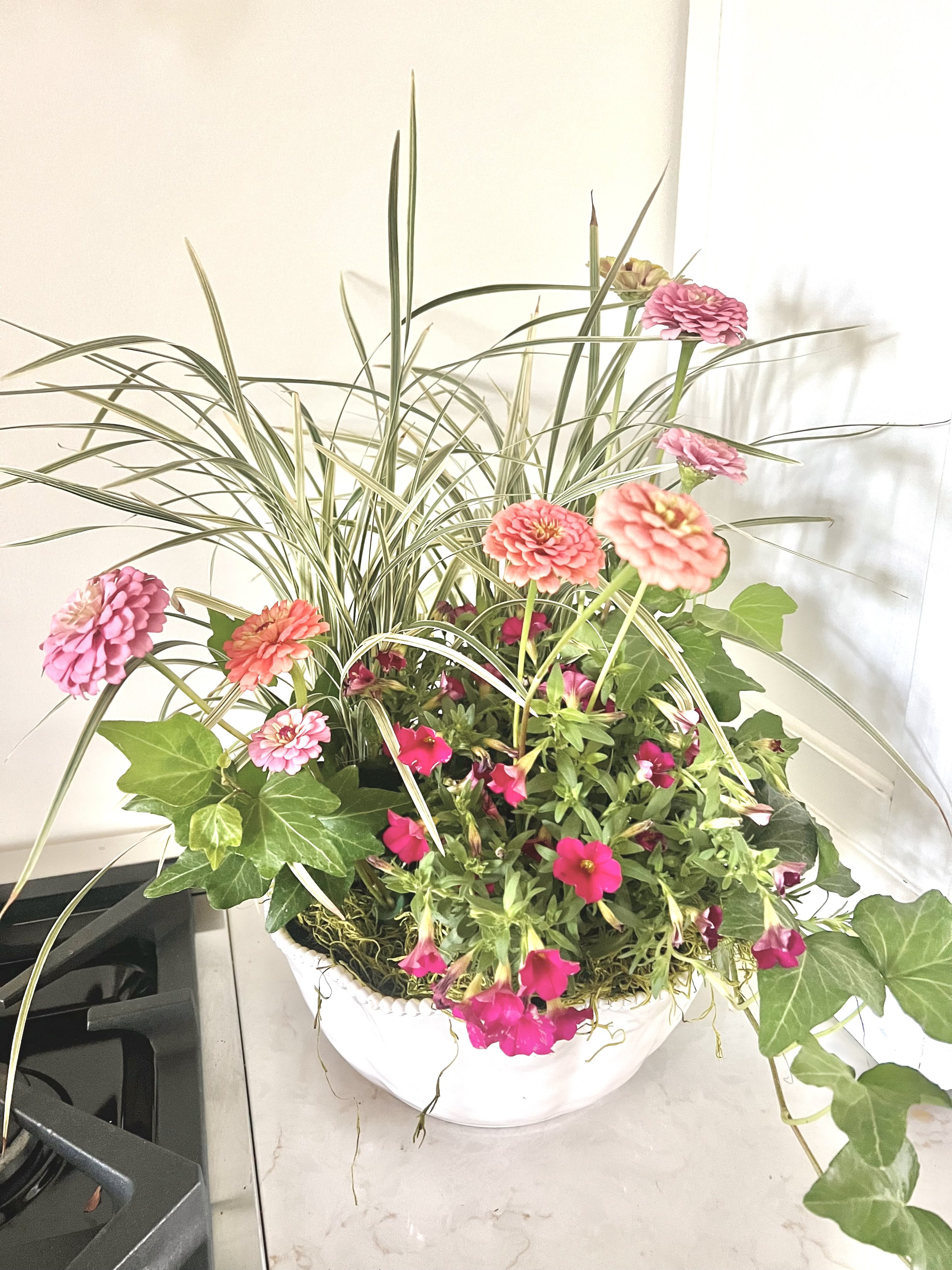 Dish Gardens