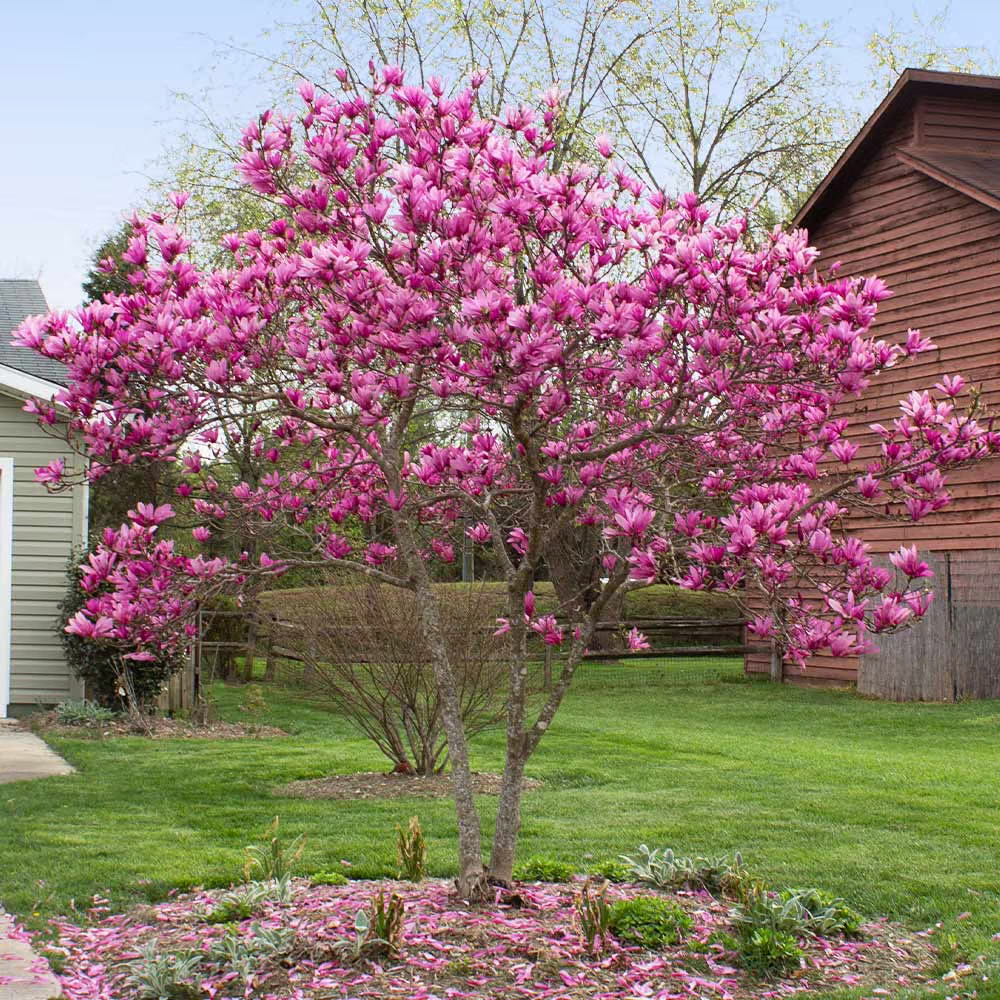 Jane_Magnolia_1_BB.webp