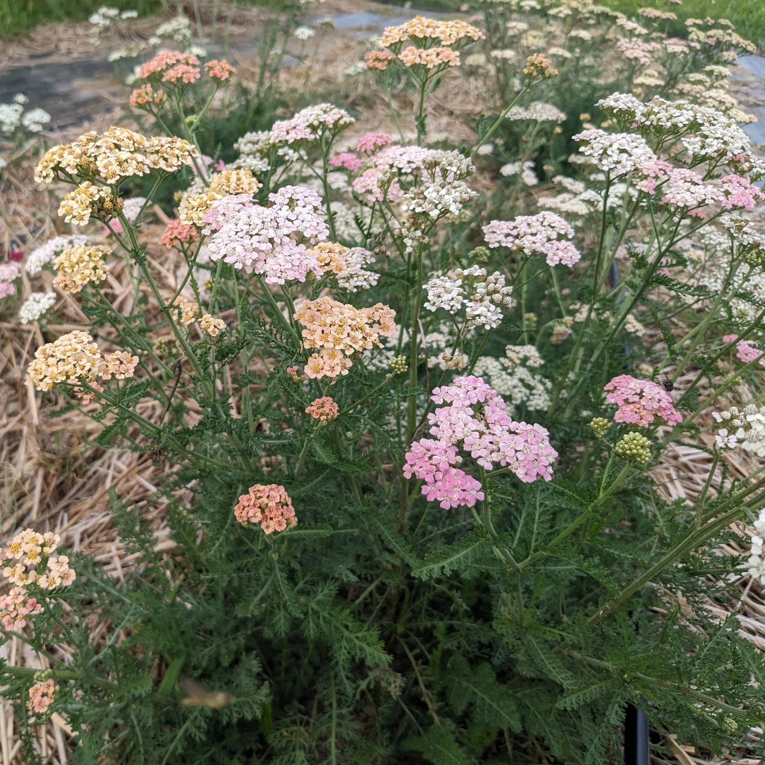 SummerBerriesYarrow.jpg.webp