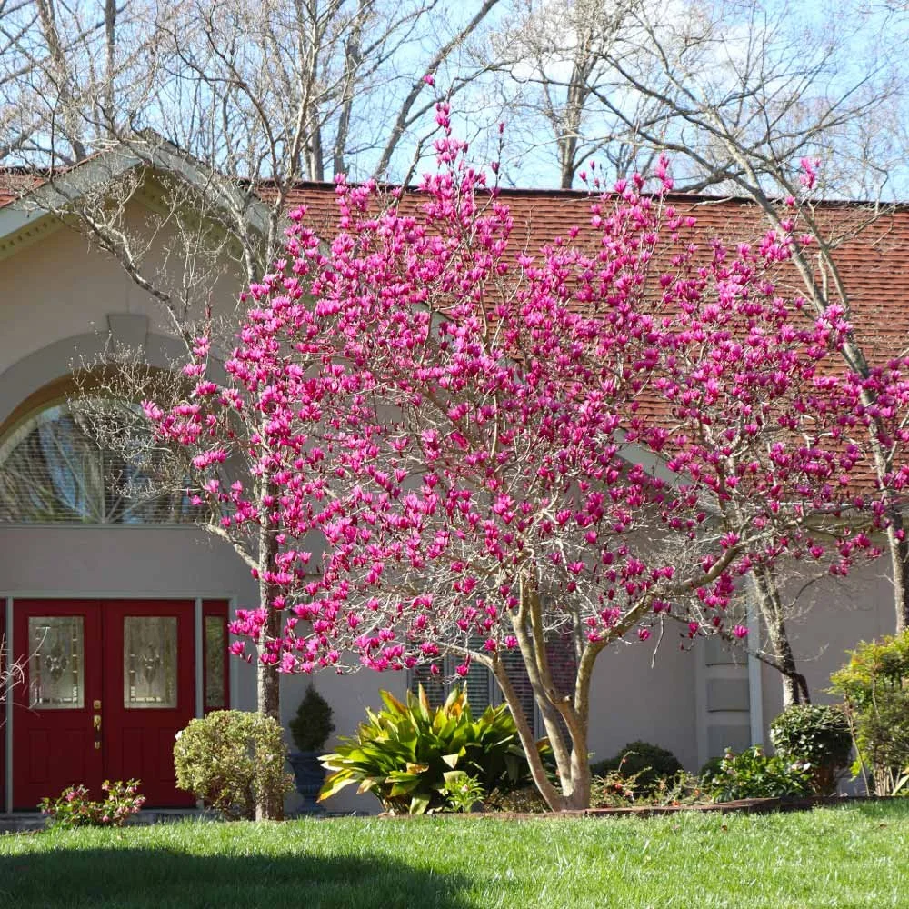 Janr_Magnolia_2_FGT.jpg