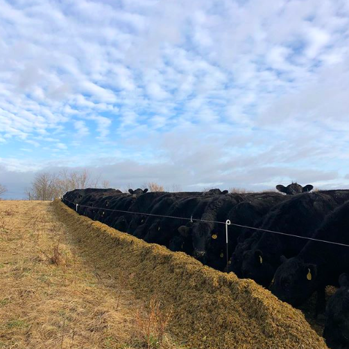 About — Michigan Craft Beef