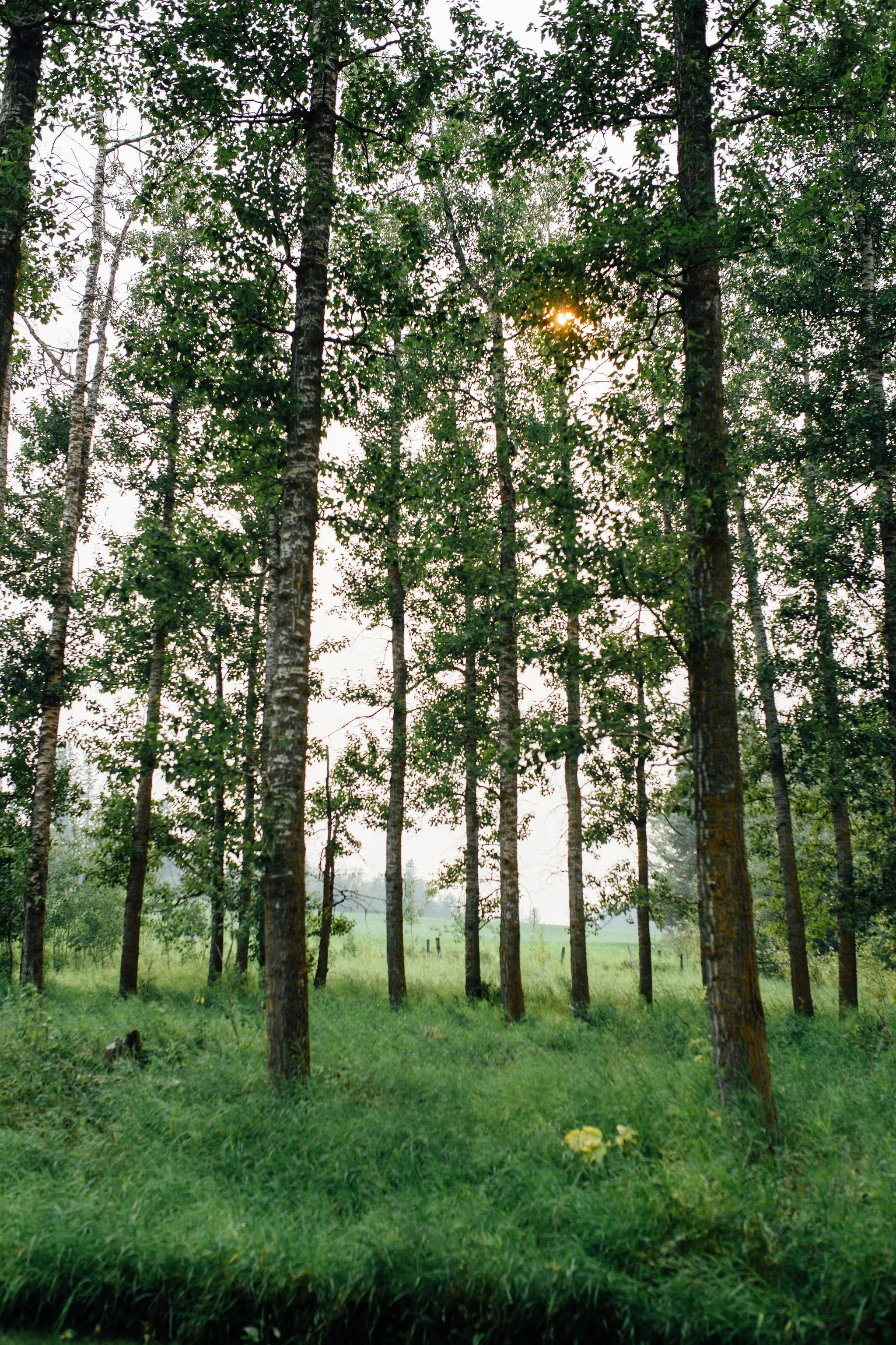 IMG-449 (1).jpg