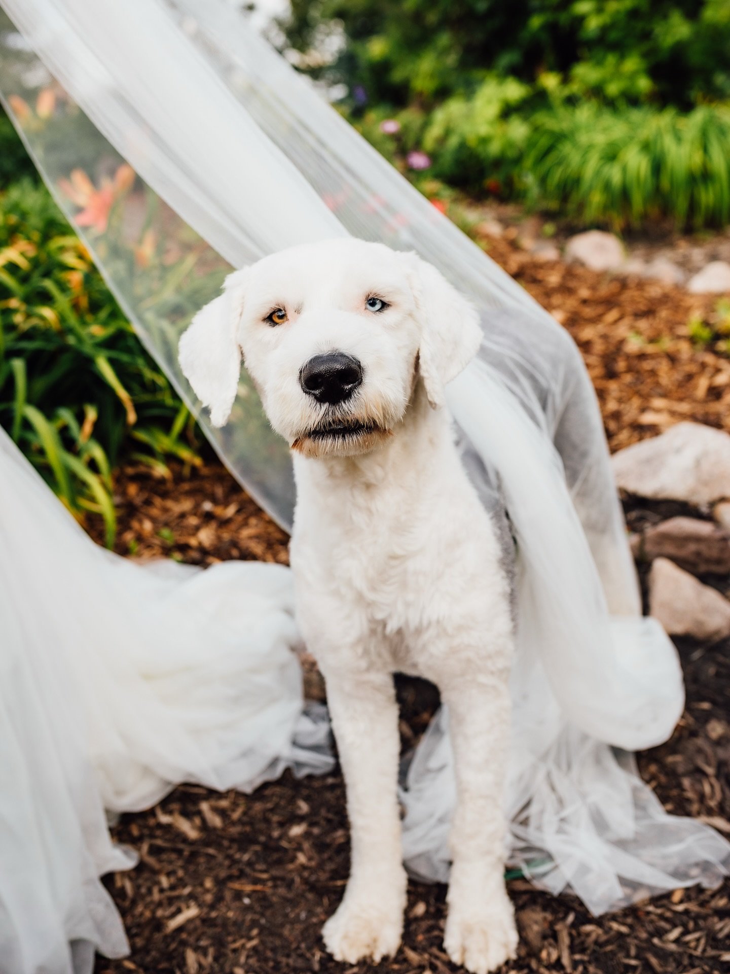 There are so many fun ways to include your pups in your wedding day! Some venues allow dogs on-site and some don&rsquo;t you can still find a way to include them whether that&rsquo;s getting ready at home with them or going off-site to take photos wi