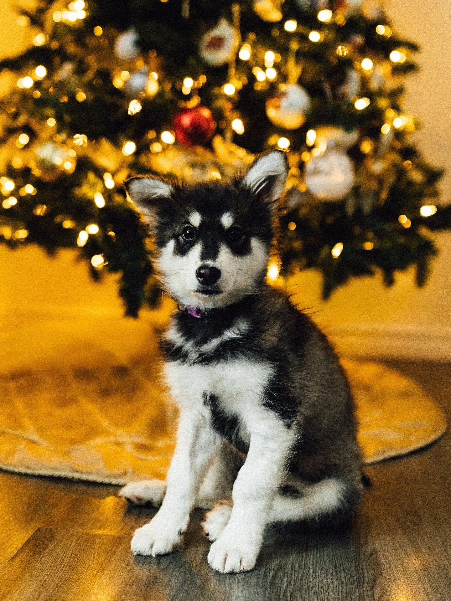 I hope everyone had the most wonderful Christmas!! 🎄🎅

It&rsquo;s been busy over here as we welcomed a new family member into our home last week, meet Rosie! We adopted her from @fosteringhopeanimalrescue and are all so in love!

She is adjusting v