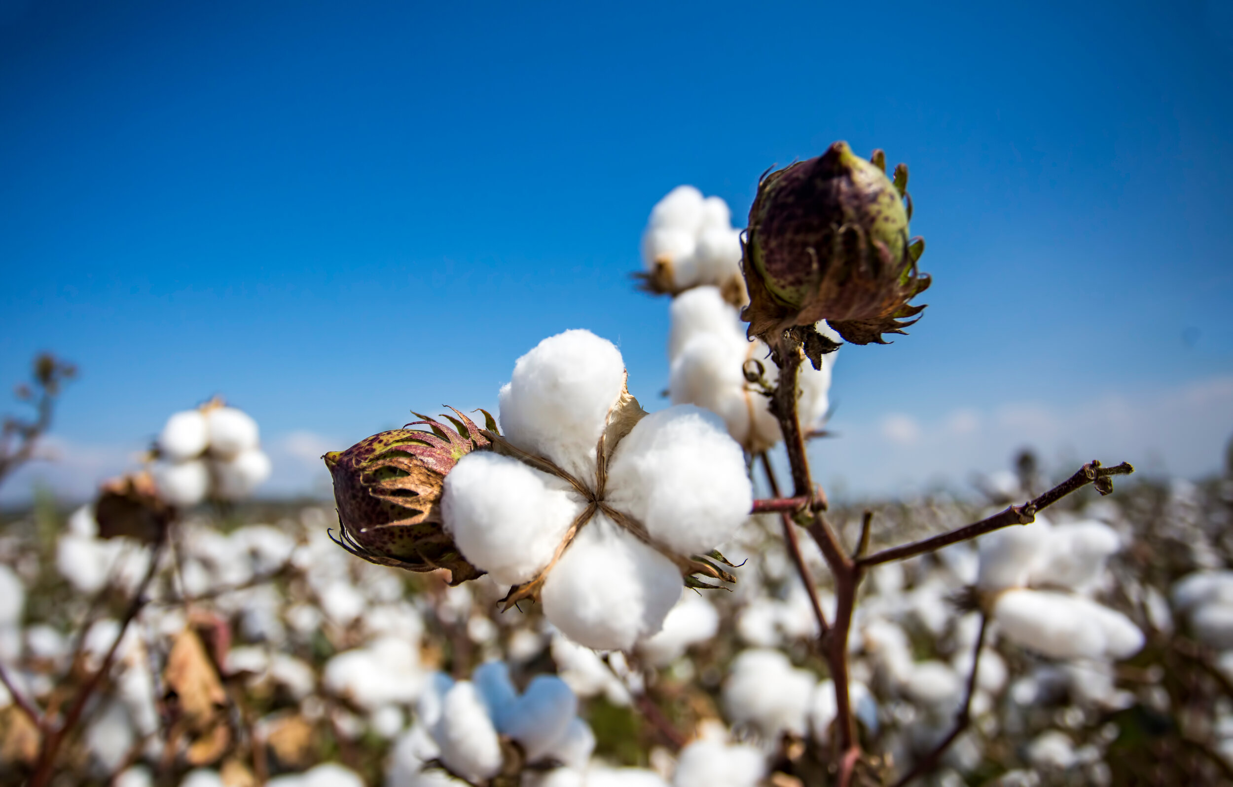 organic cotton fabric made in the USA
