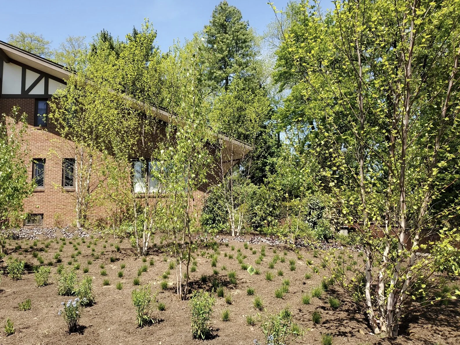 A landscaped yard with young trees and small green plants in front of a brick house with decorative trim. The sky is clear and blue, indicating a sunny day.