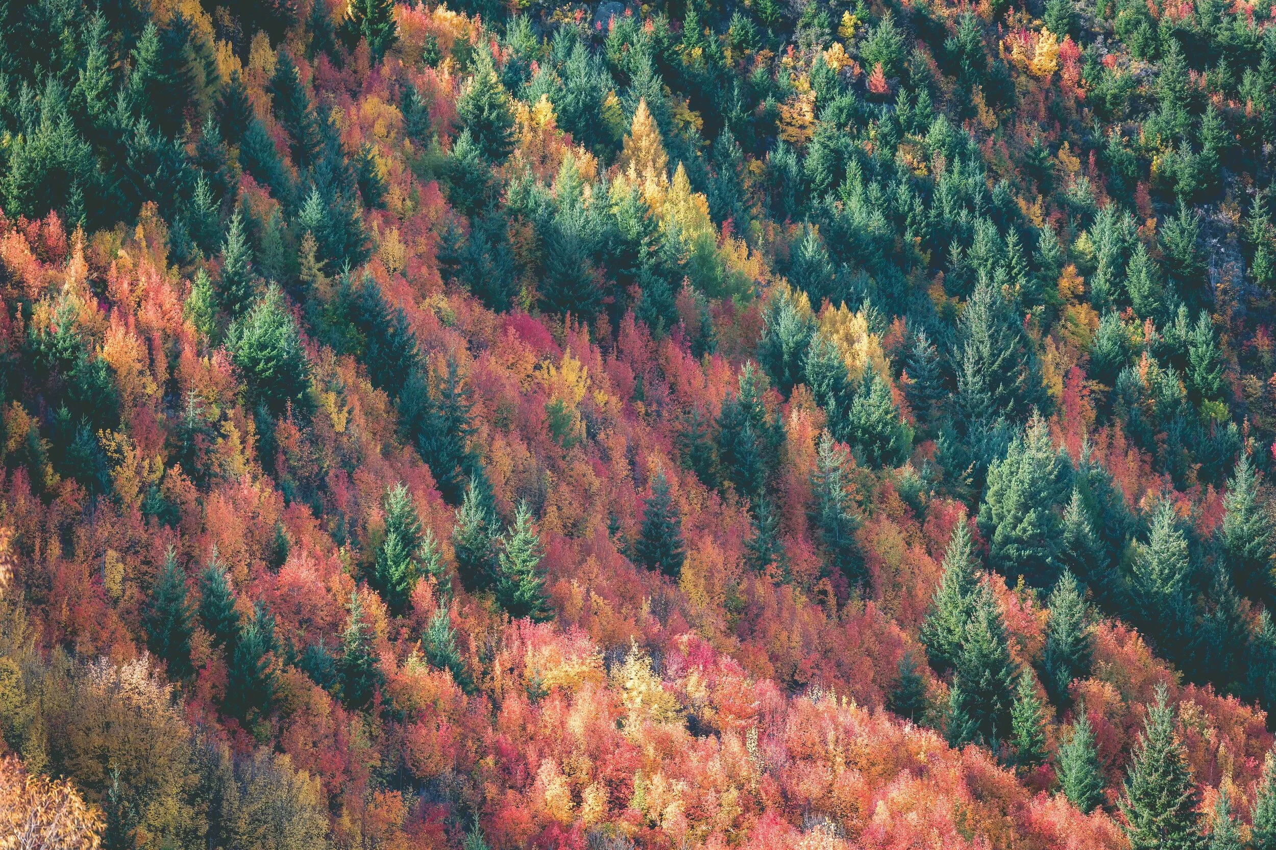 Autumn Paradise Babymoon in Queenstown