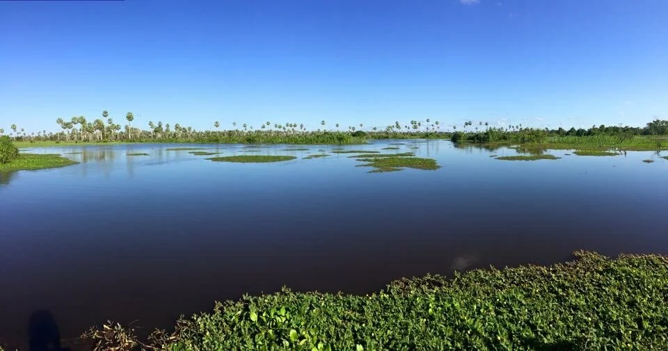 The Amazon Basin: Las Pampas Tour