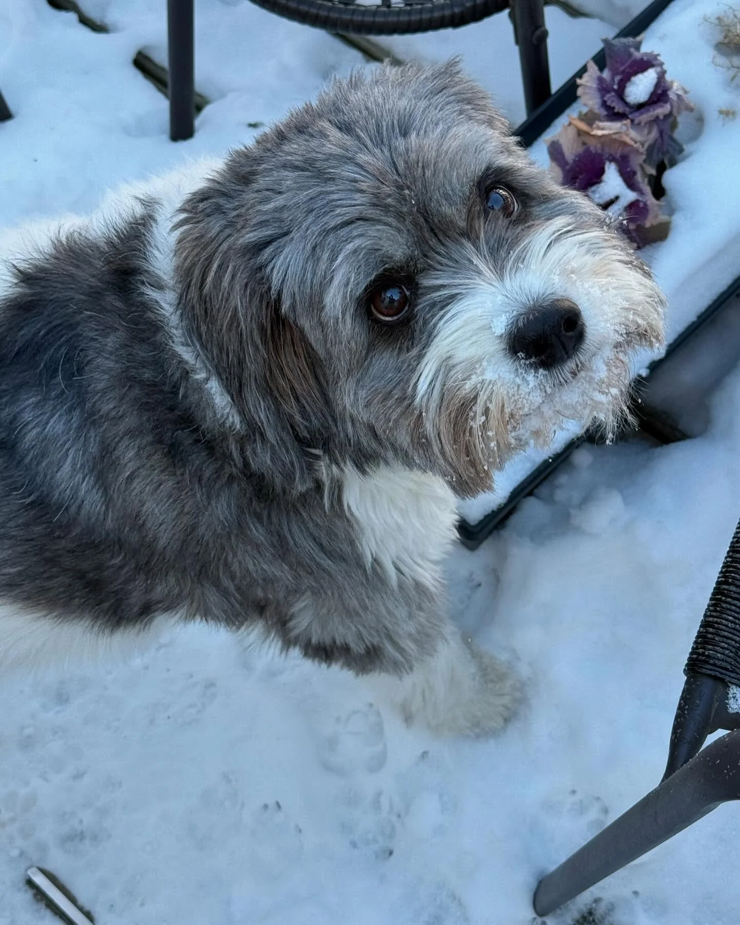 I. Love. The. Goddamn. Snow.

#doglover #nhlife #singersongwriter #truthovermarketing #beyourself #snowdog #bytorandthesnowdog #stevenandthesnowdog #newmusiccomingsoon #thisisahashtag