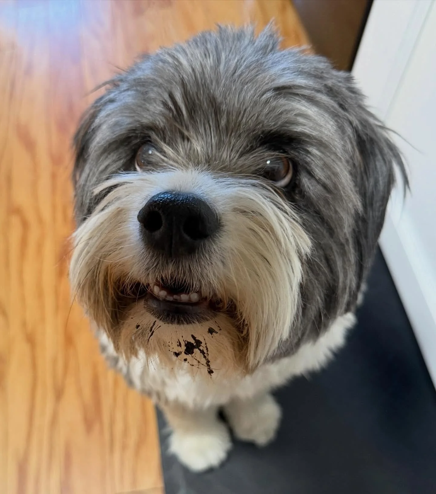 Daddy is in the studio doing studio stuff. Have a treat for me?