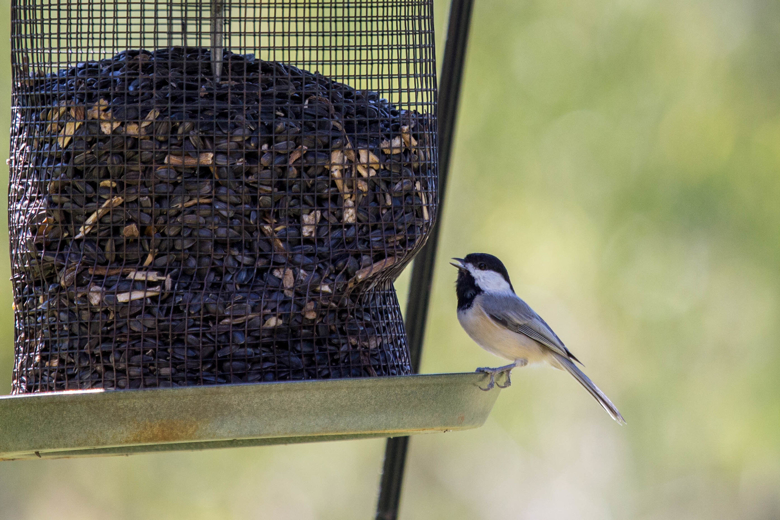 Wait a minute....that's not a hummingbird!