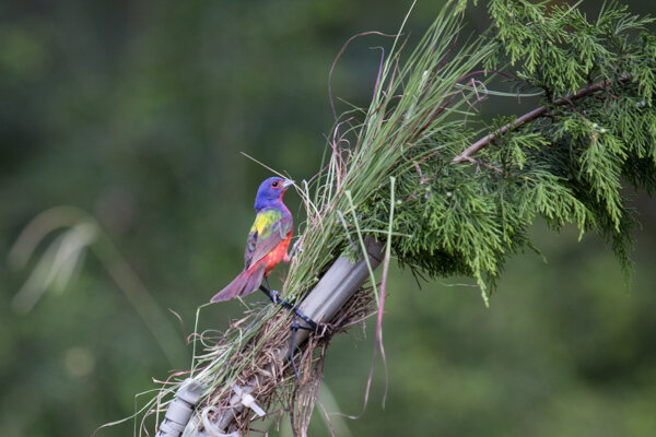 Oh, you want me to get up higher on the perch?