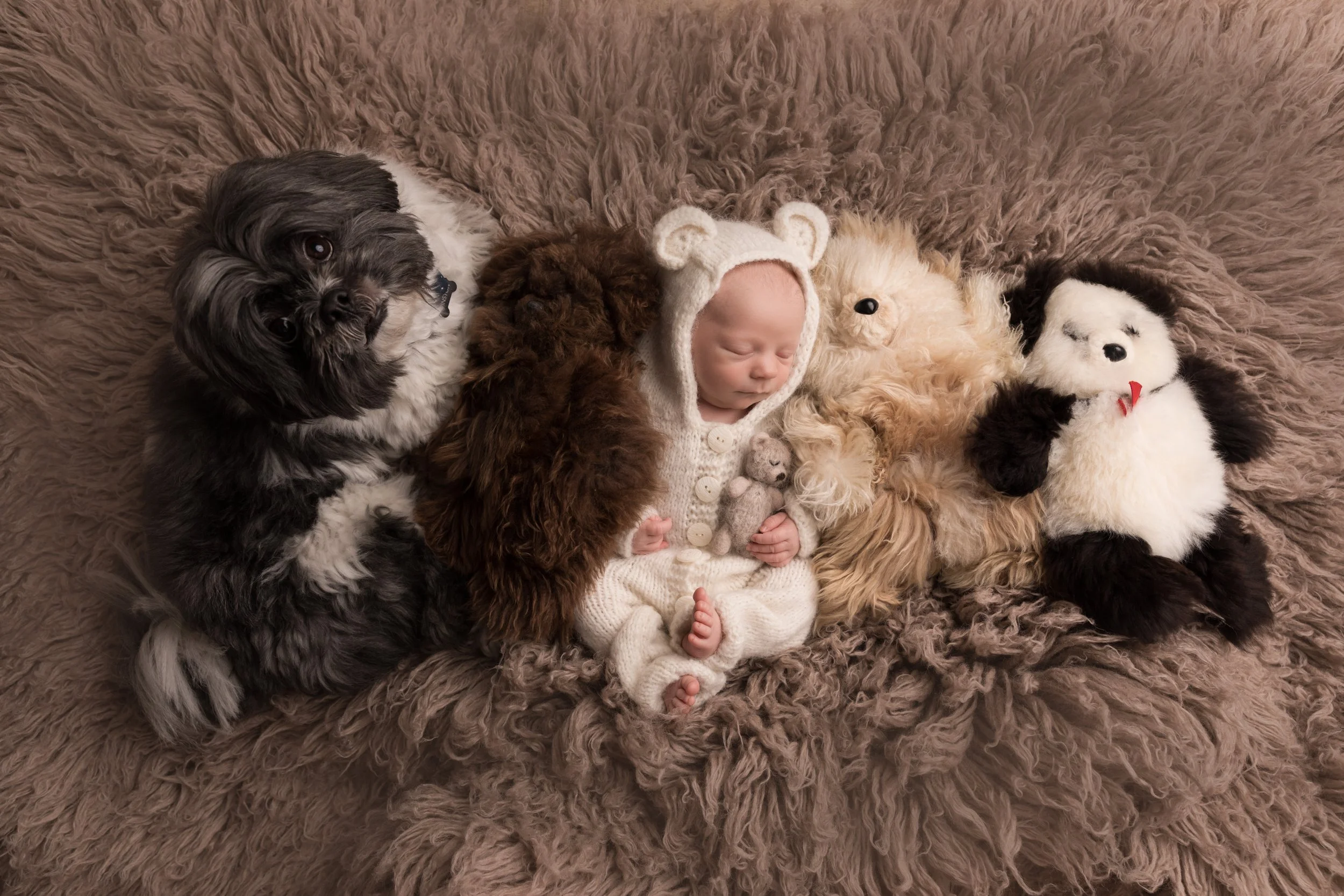Puppy &amp; Teddy Bear Baby Portrait
