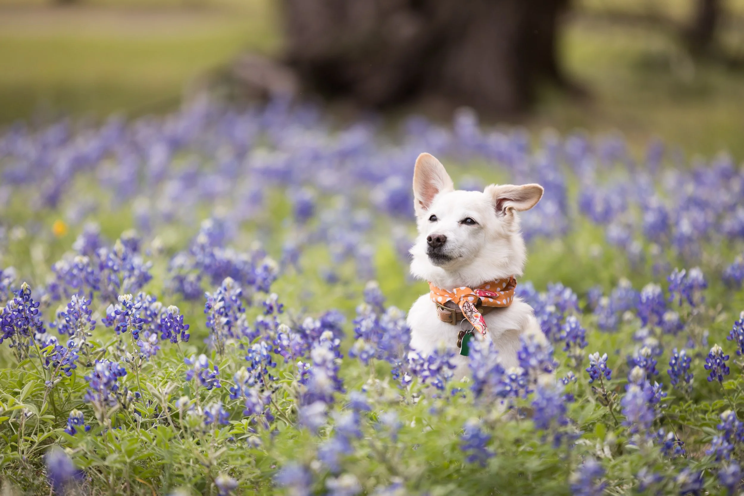 Bluebonnet Session with Family Dog