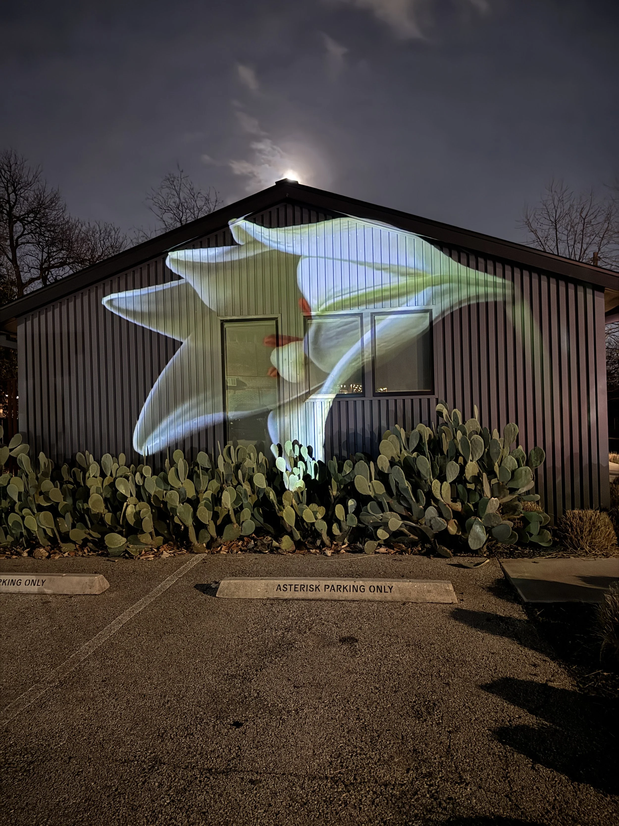 Projections_Flowers