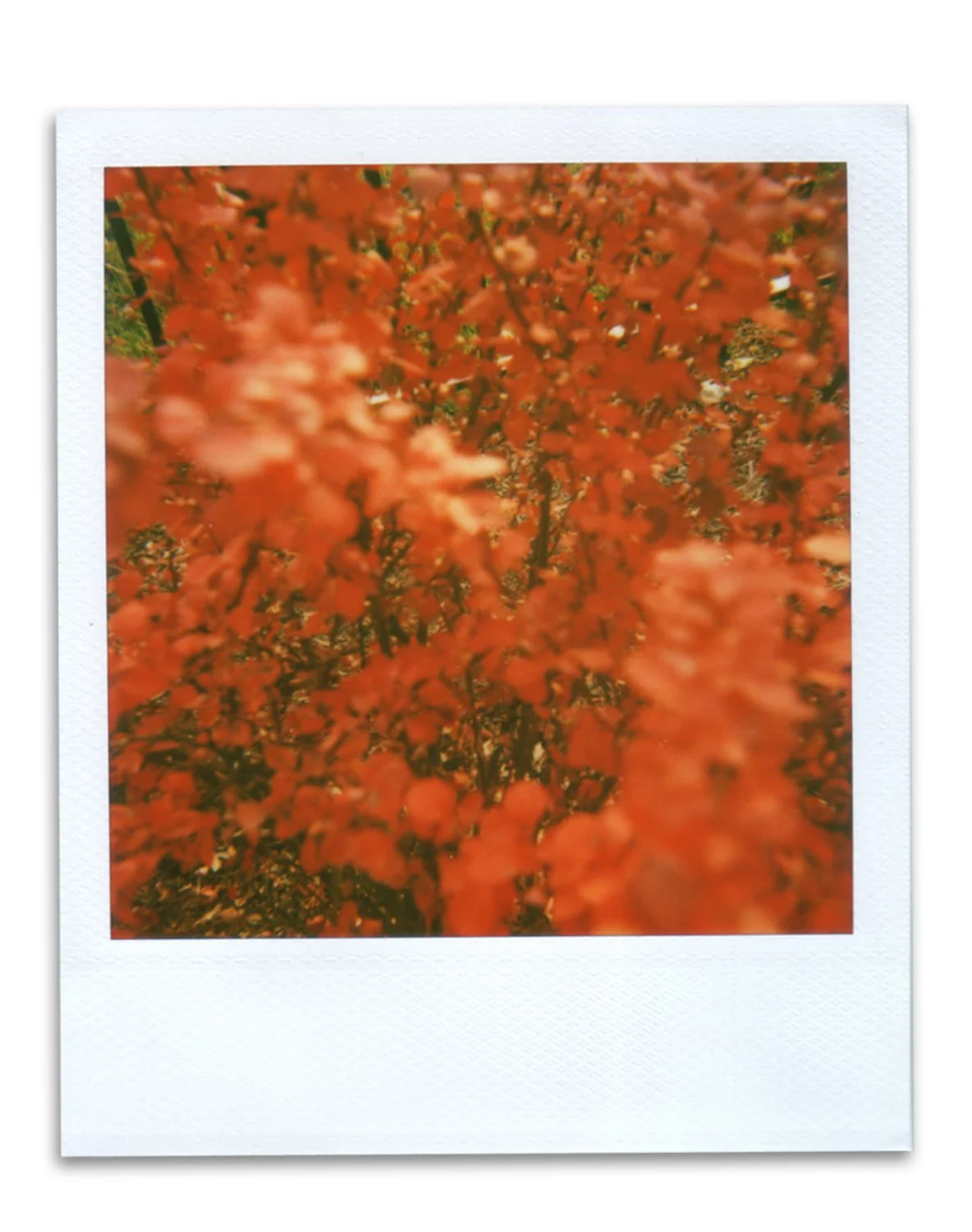 Polaroid_12.jpg
