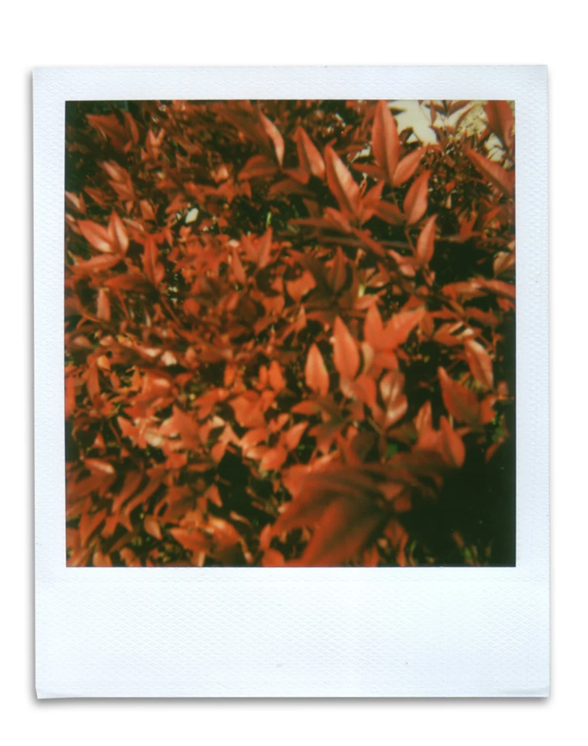 Polaroid_11.jpg