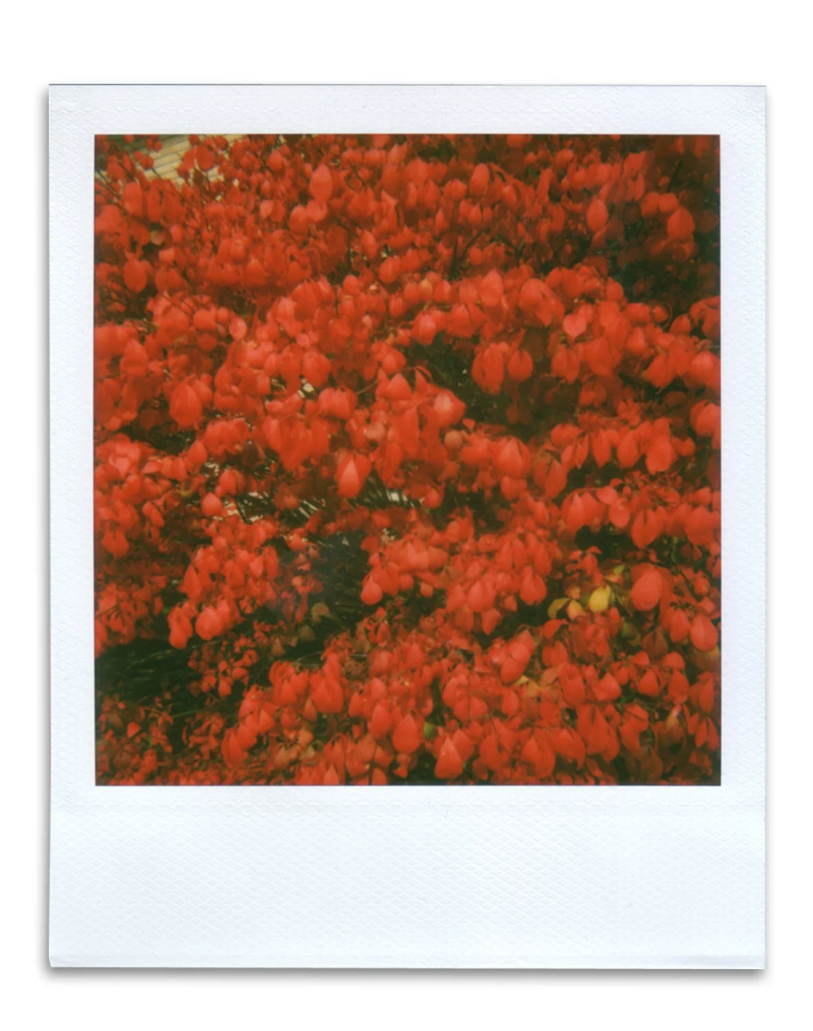 Polaroid_13.jpg