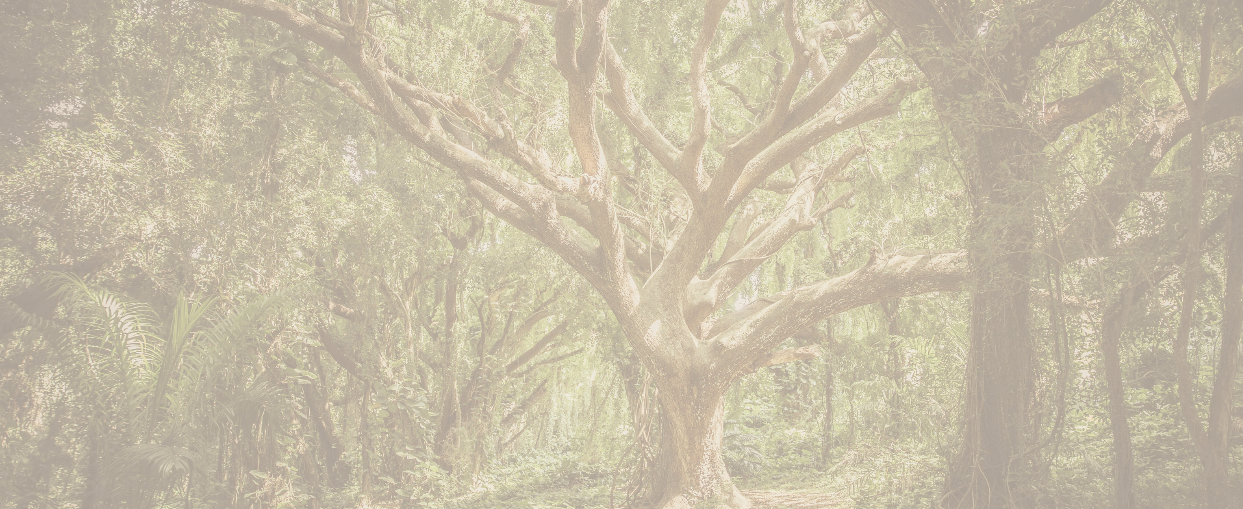 Copy of Victoria Bauman Website Banner (1).png