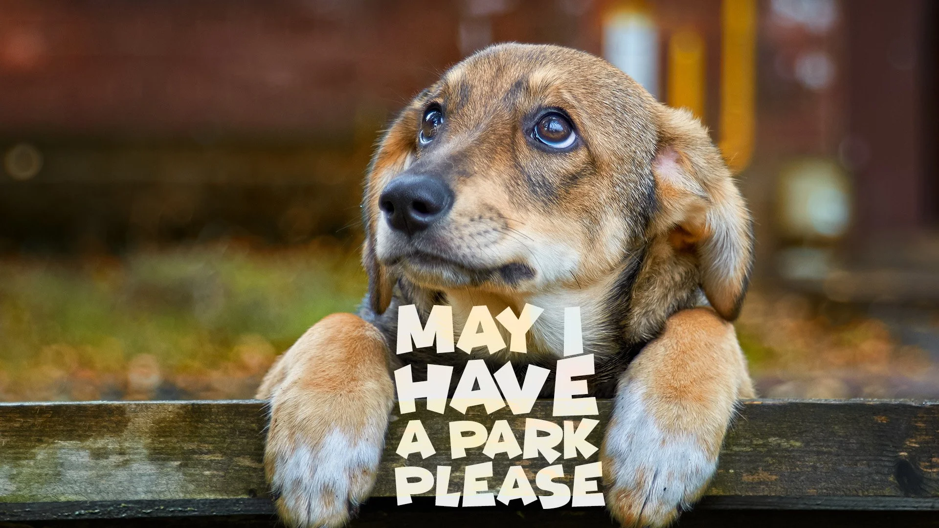 Springfield a Finalist for Bark Park