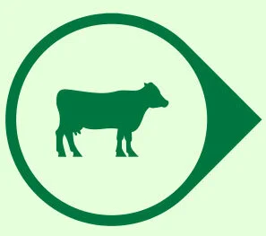 DAIRY