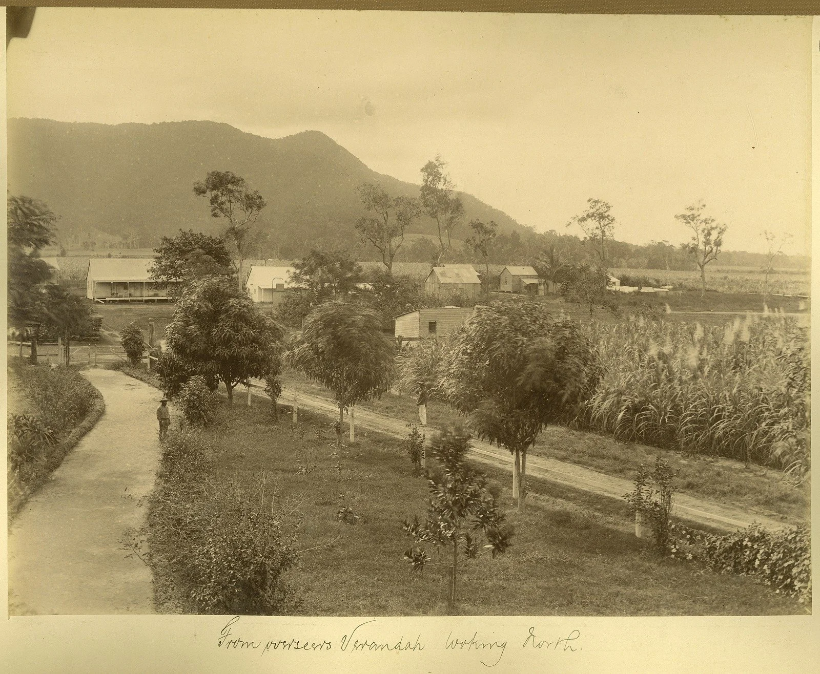 On the Hambledon Sugar Plantation, Edmonton, Cairns, ca. 1890