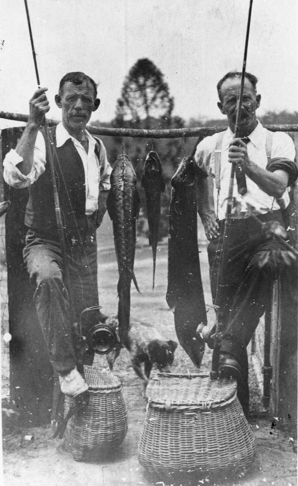 Two fishermen with their catch of Lungfish, Coomera River, 1917