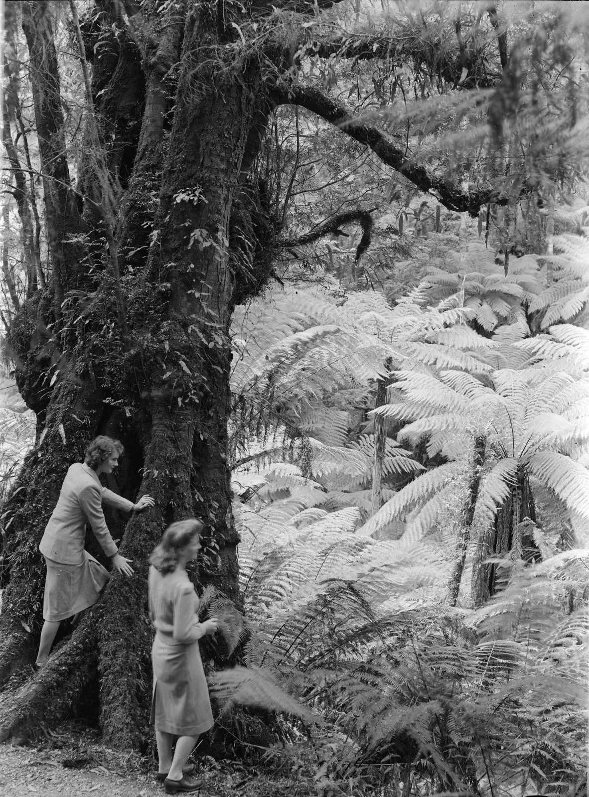 Yarra Park, Yarra Valley 1946