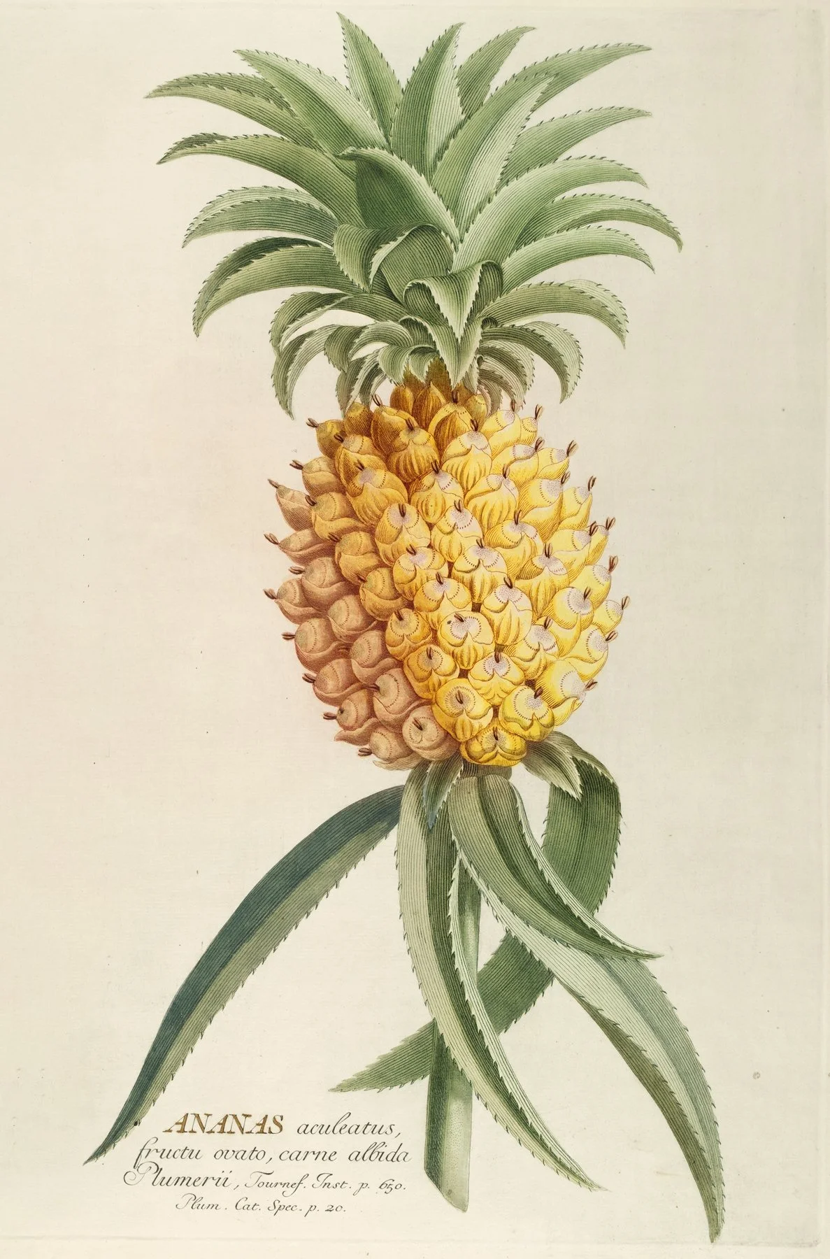 Pineapple Science Ananas Illustration 1750